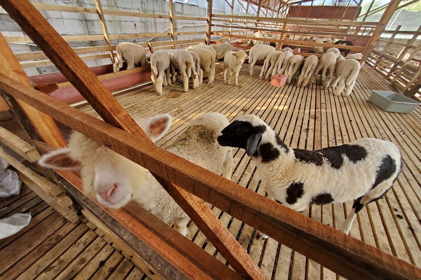 Budidaya Domba Merino, Harga Tinggi karena Anakan Lucu dan Daging Banyak saat Dewasa