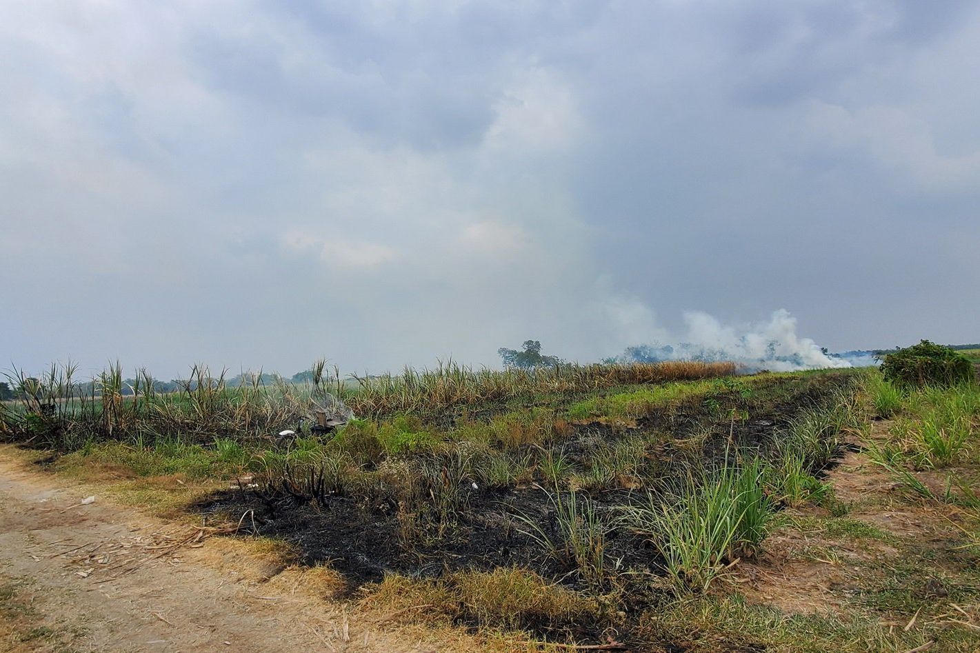 Bakar Lahan Tebu, Petani di Mojokerto Tewas Terpanggang