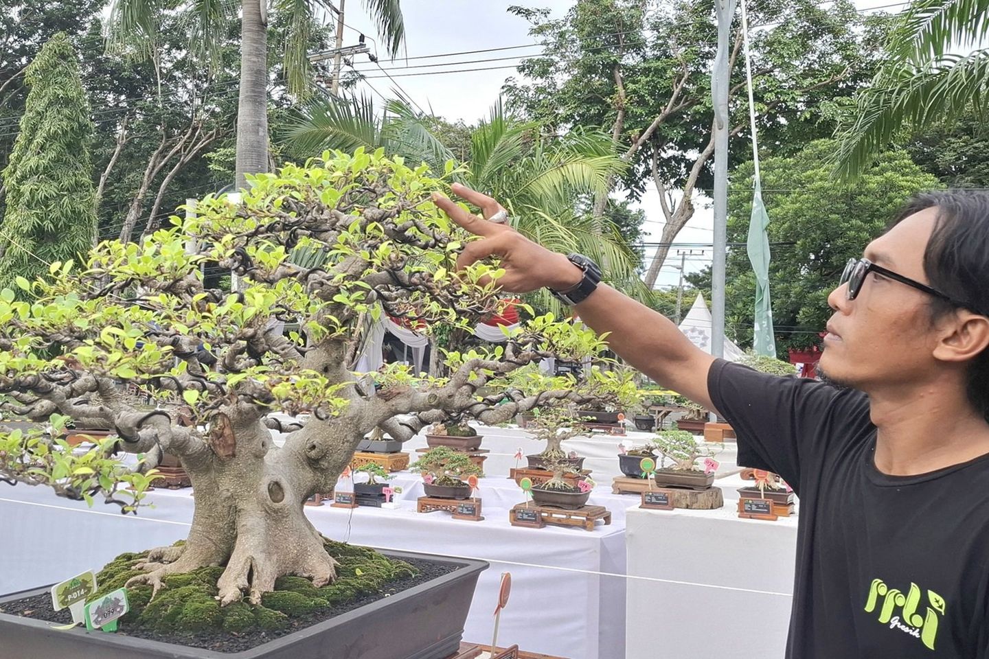 Geliat Bonsai di Gresik, dari Hobi Jadi Cuan Ratusan Juta