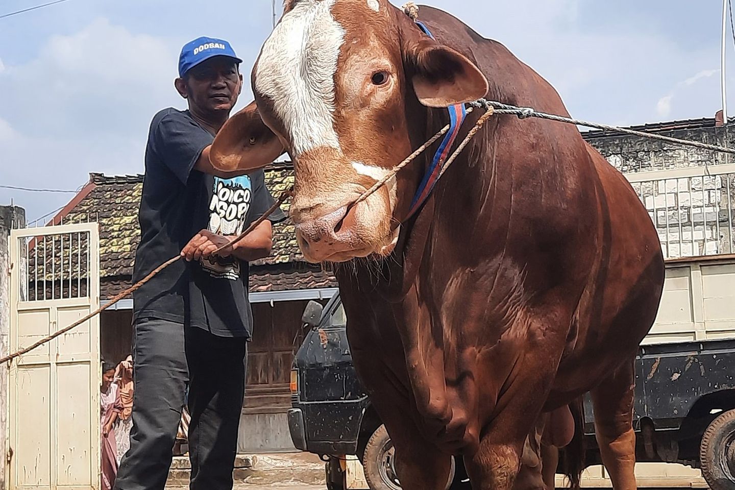 “Si Ganteng” Arjuna, Sapi Kurban Presiden Prabowo