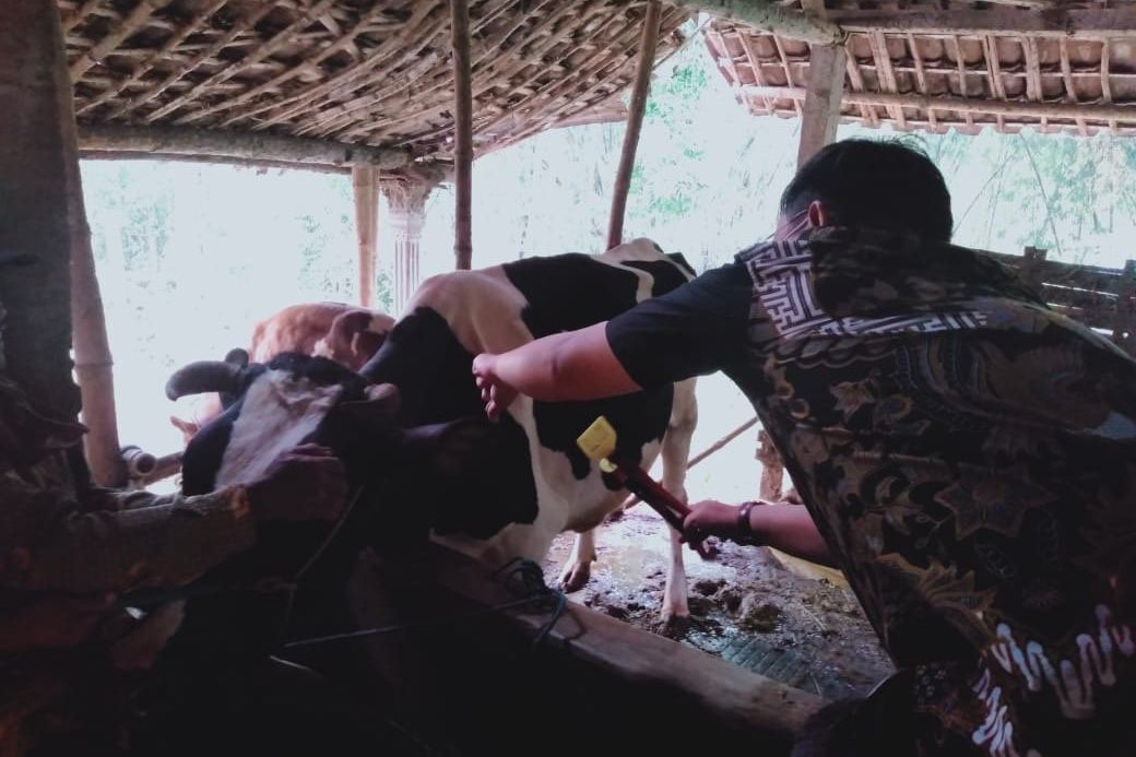 Puluhan Ekor Sapi Betina Produktif Mati Terserang Penyakit
