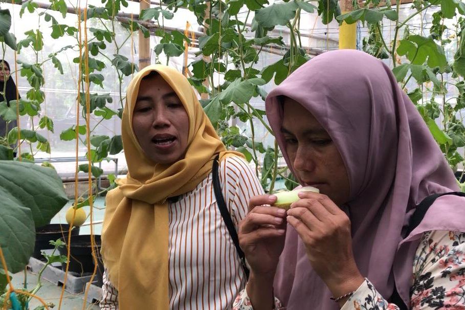 Serunya Petik Melon Premium di Tempuran Mojokerto