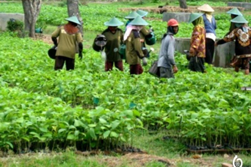 Wisata Kebun Benih Holtikultura Sarangsari Butuh Investasi Rp 6,8 Miliar