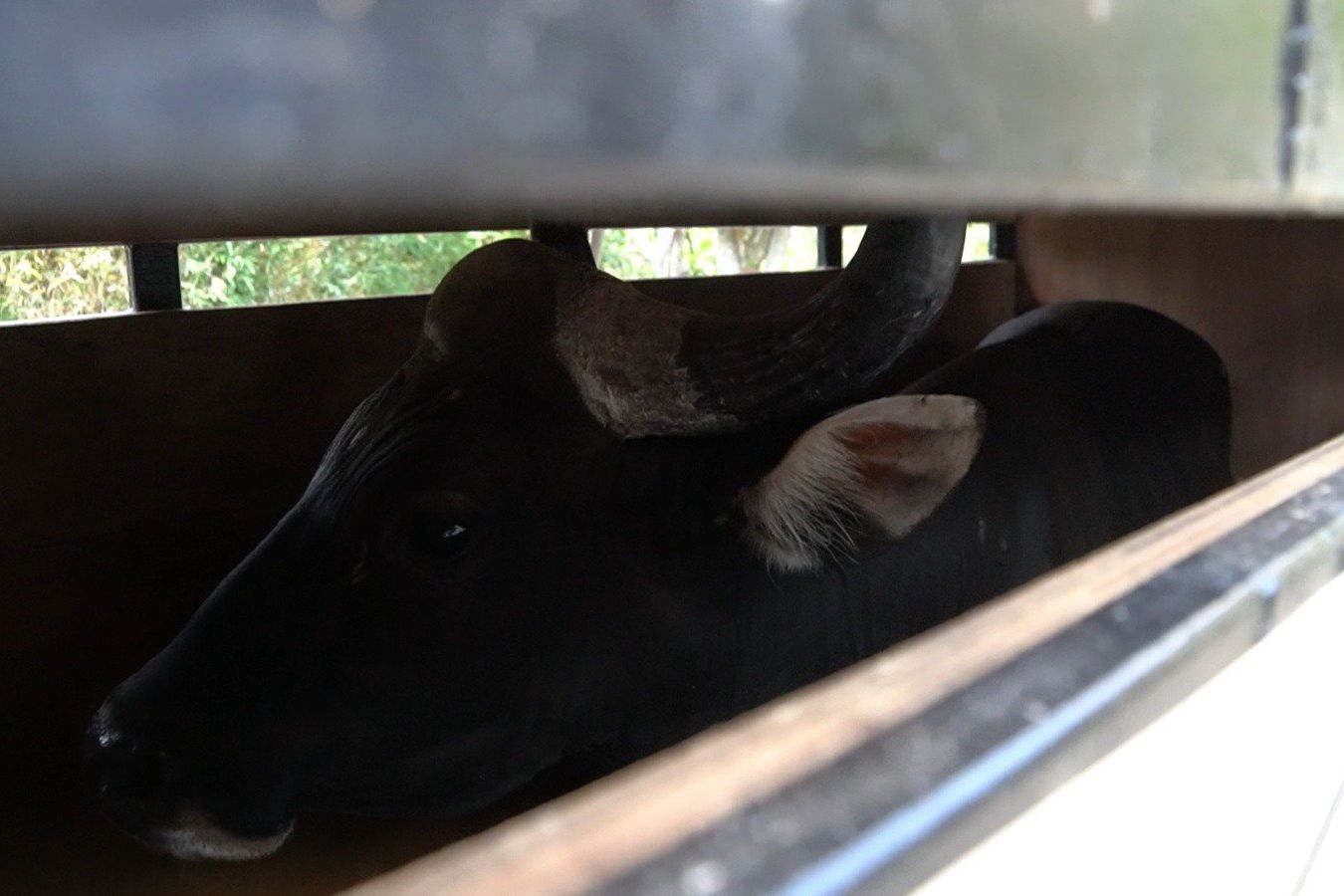 Taman Safari Prigen Kembalikan Seekor Banteng Jawa ke Habitatnya di Taman Nasional Baluran