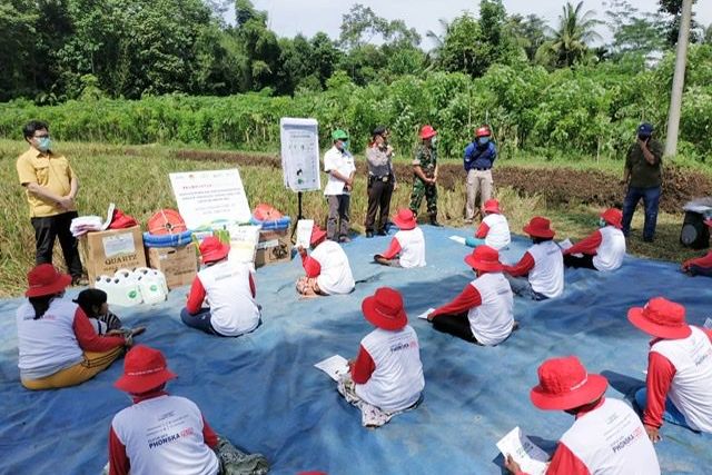 Pandemi Covid-19 Petrokimia Gelar Panen Padi dan Pertahankan Ketersediaan Stok Pangan Nasional