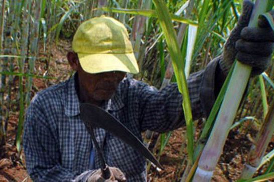 Gula Petani di Jatim Belum Terserap Maksimal