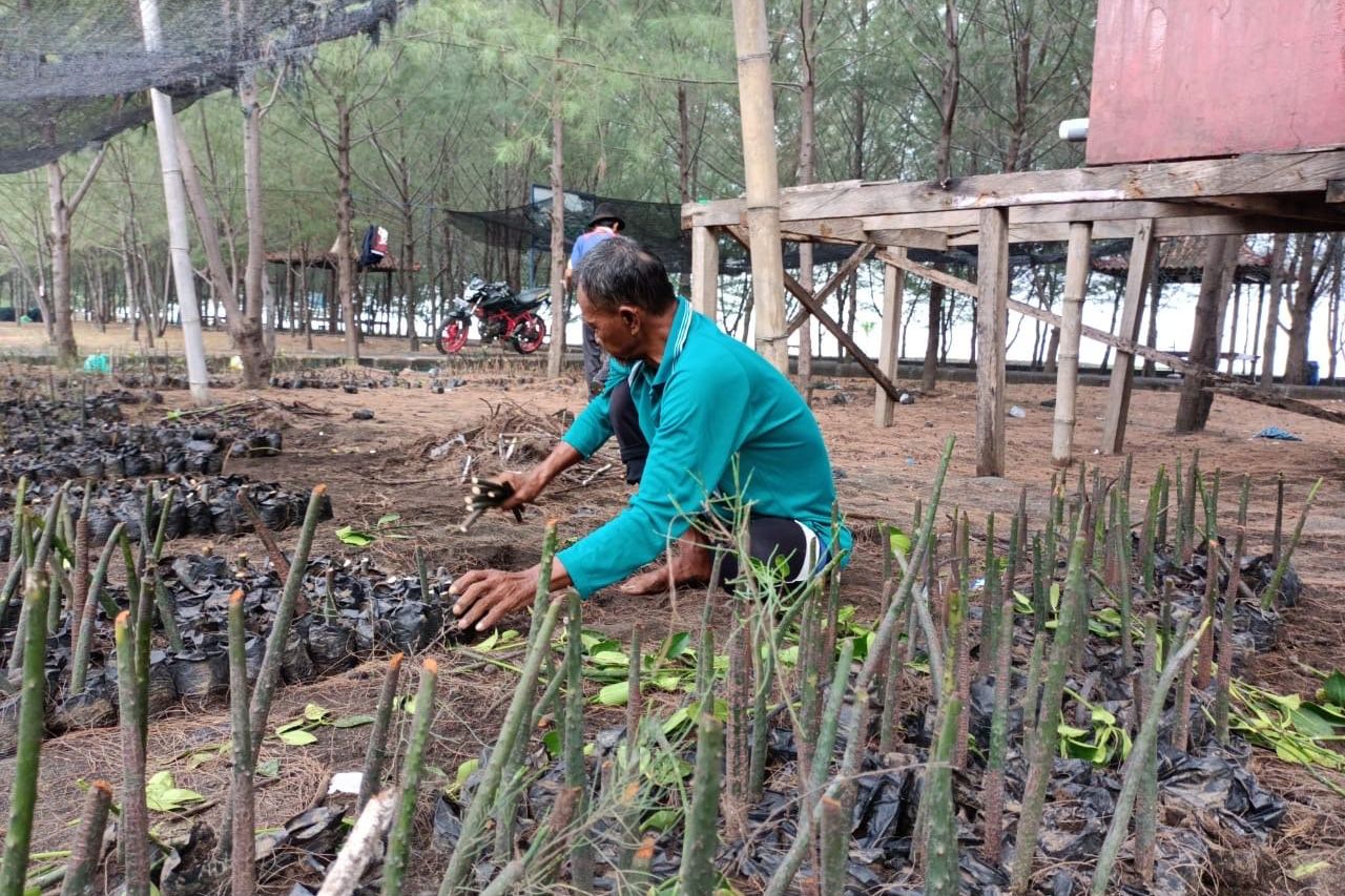5 Ribu Bibit Mangrove Siap Tanam di Probolinggo Dirusak Orang