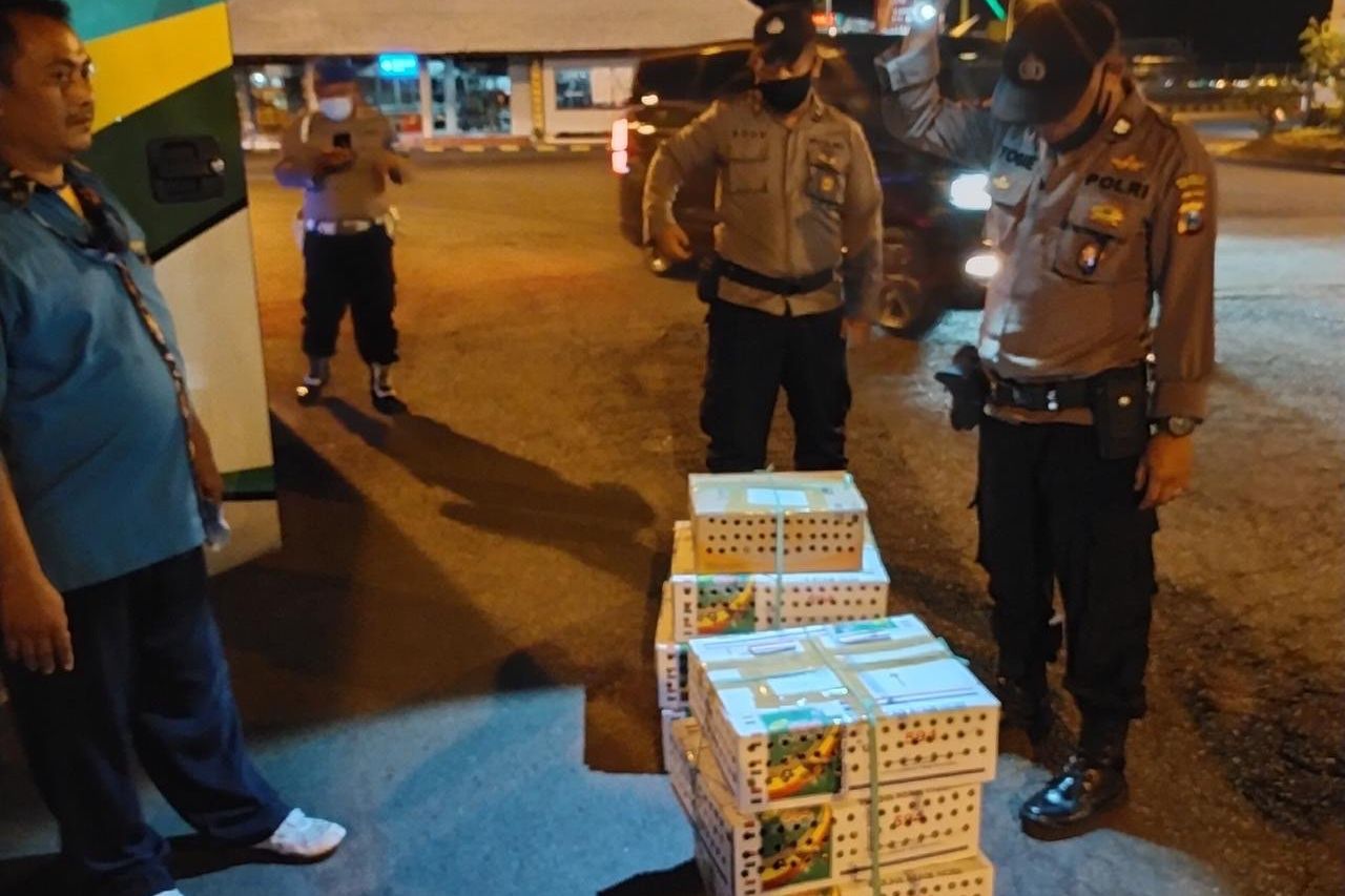 123 Burung Anis Merah Tanpa Dokumen Diamankan di Pelabuhan Ketapang