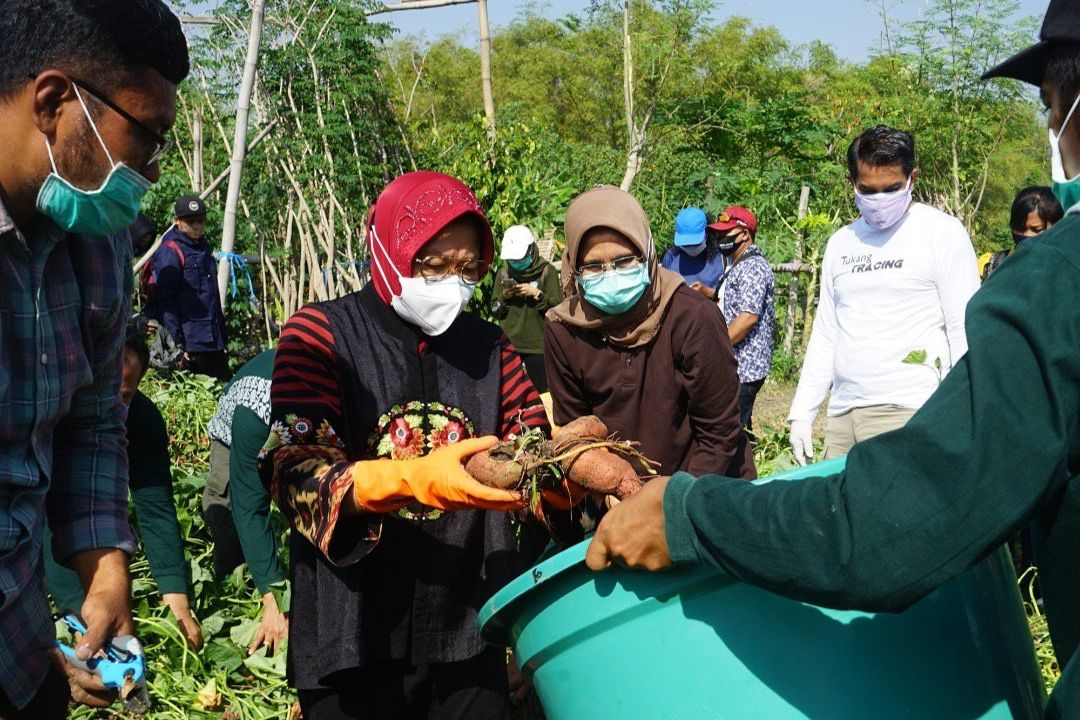 Lahan BTKD Jeruk Panen Ketela Rambat Madu