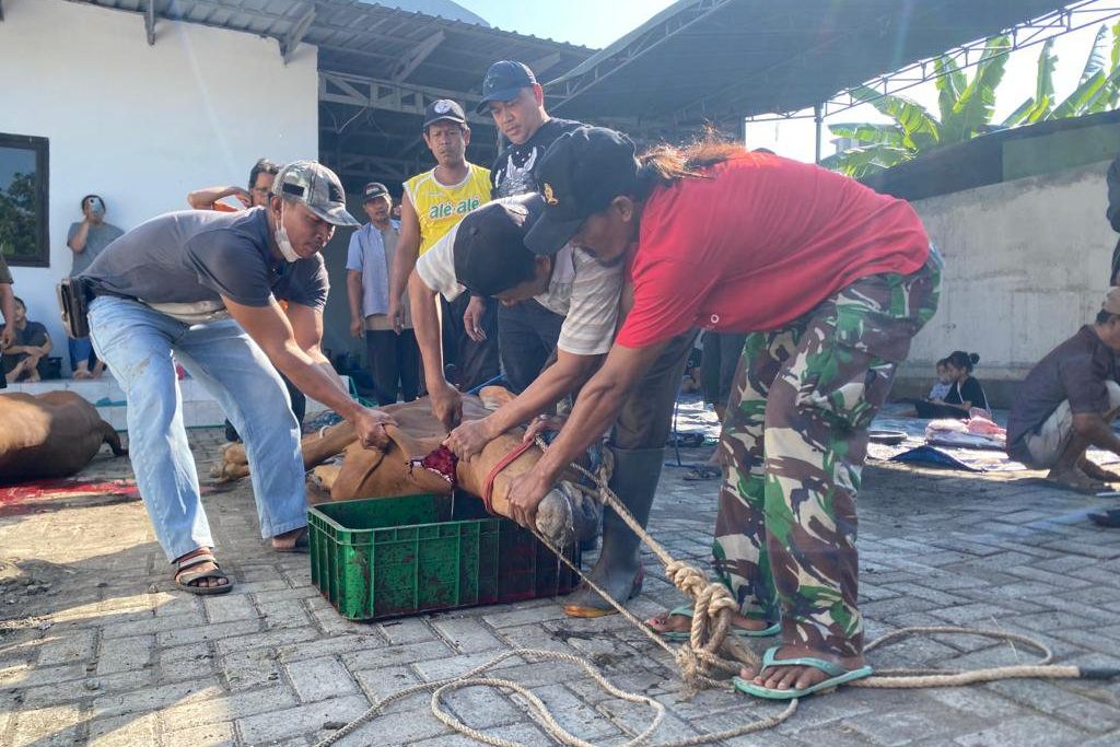 Di Tengah Wabah PMK, "KOMPAK" Sembelih Hewan Kurban