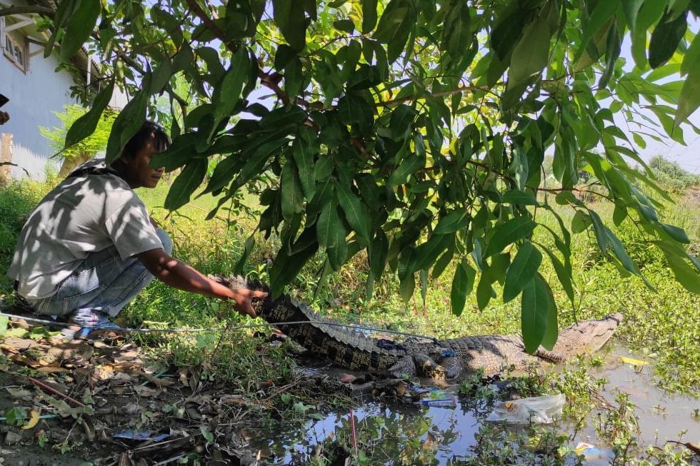 BKSDA Jatim: Buaya Muara Terjaring Warga Individu Serupa di Ngoro Mojokerto