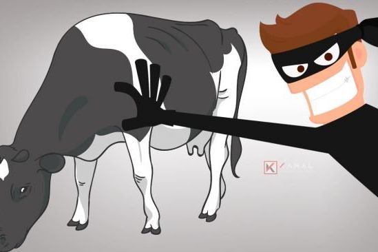 Curi Ternak, Maling Sapi Sisakan Kepala dan Tulang di Dekat Peternakan Korban