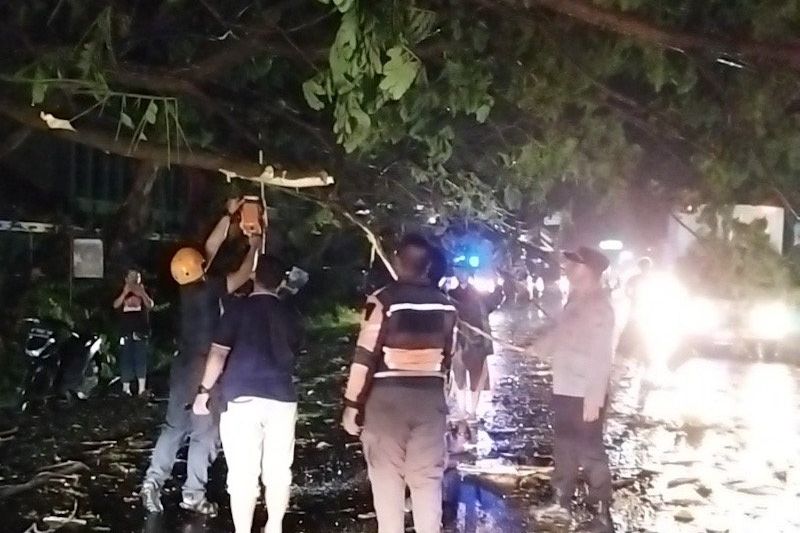Probolinggo Diterjang Angin Kencang, Banyak Pohon Tumbang di Jalur Pantura
