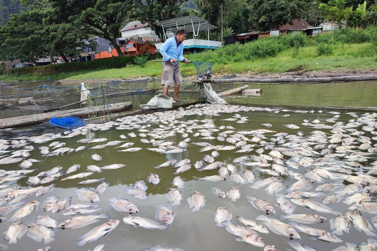 Gas Belerang Meledak, Ribuan Ikan di Telaga Ngebel Mati