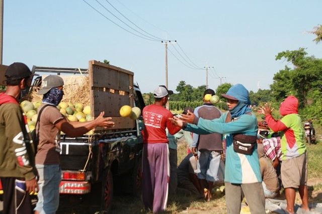 PSBB Covid-19, Harga Melon di Petani Anjlok