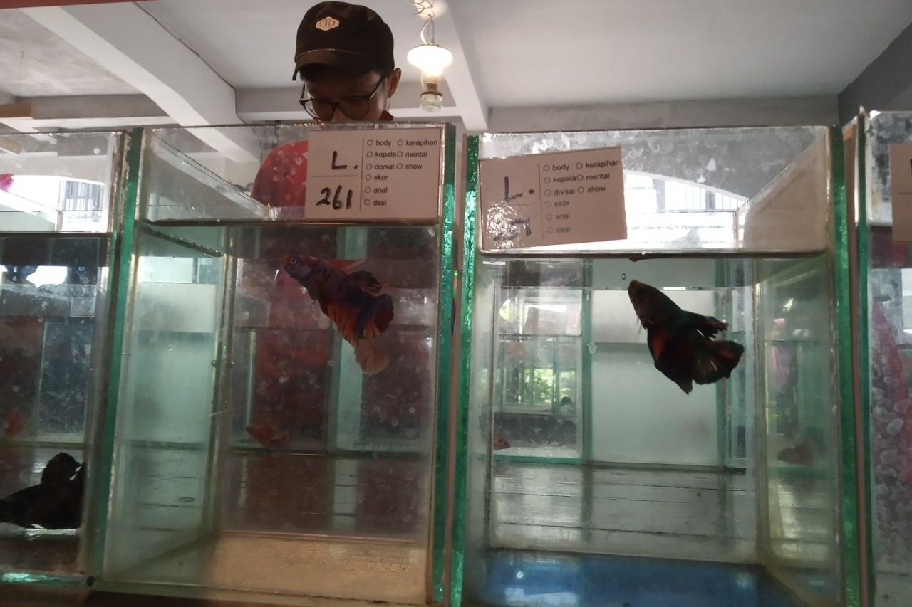 Melejitnya Ikan Cupang di Tengah Pandemi, Selipkan Pesan Taat Prokes