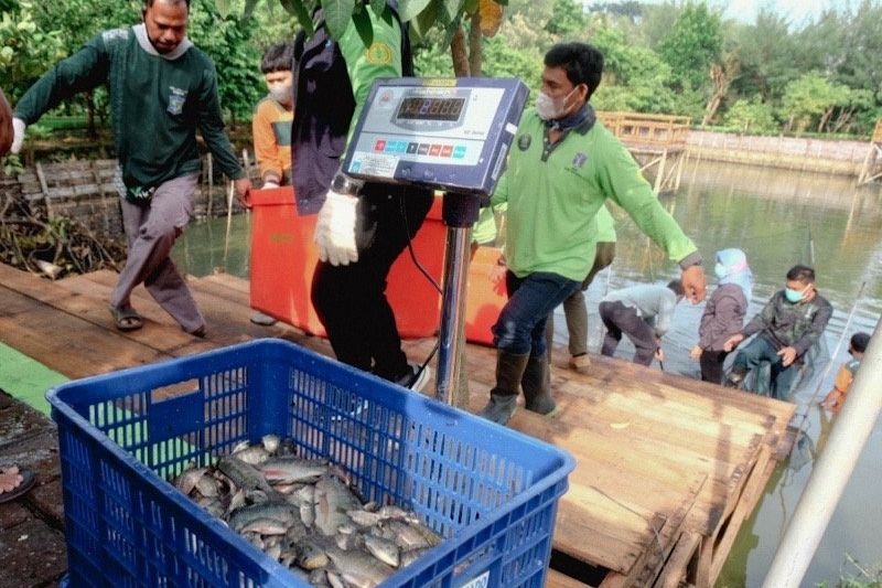 DKPP Surabaya Panen Ikan dan Jagung