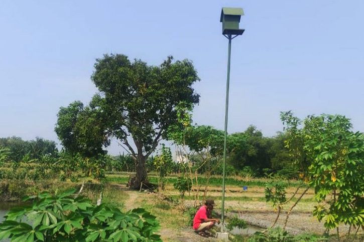 Rubuha Jadi Alternatif Pertanian di Desa Menunggal Kedamean, Minimkan Hama Tikus