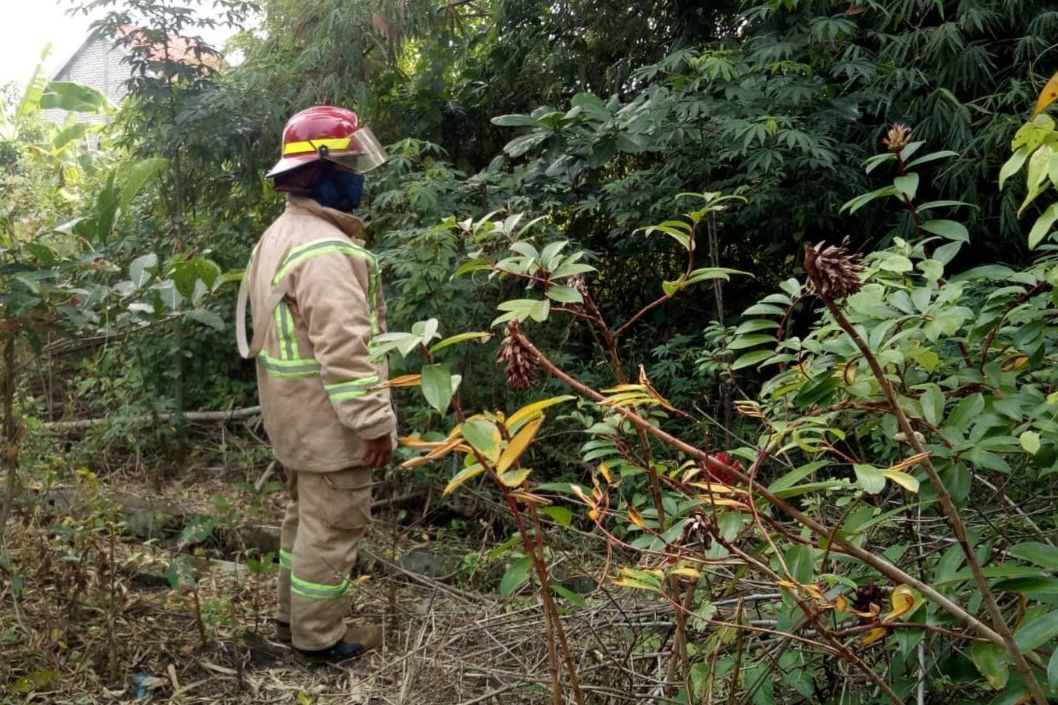 Monyet Liar Lukai Bocah di Jombang, BPBD Jombang  Sisir Sekitar Lokasi Kejadian