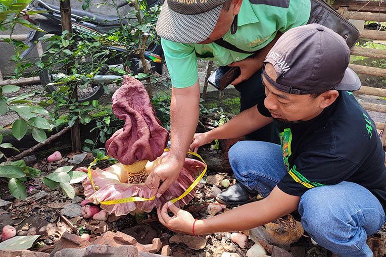 Dua Bunga Bangkai Tumbuh Liar di Ponorogo 