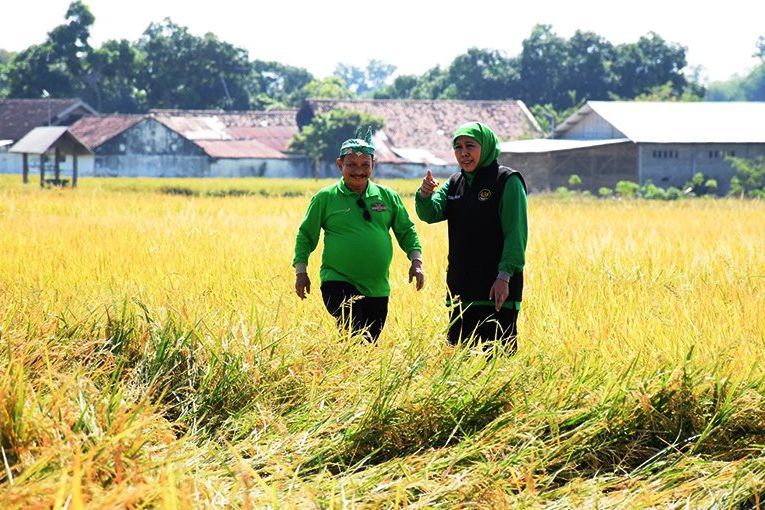 Bupati Situbondo: Alhamdulillah Panen BK 01 dan BK 02 Lampaui Target