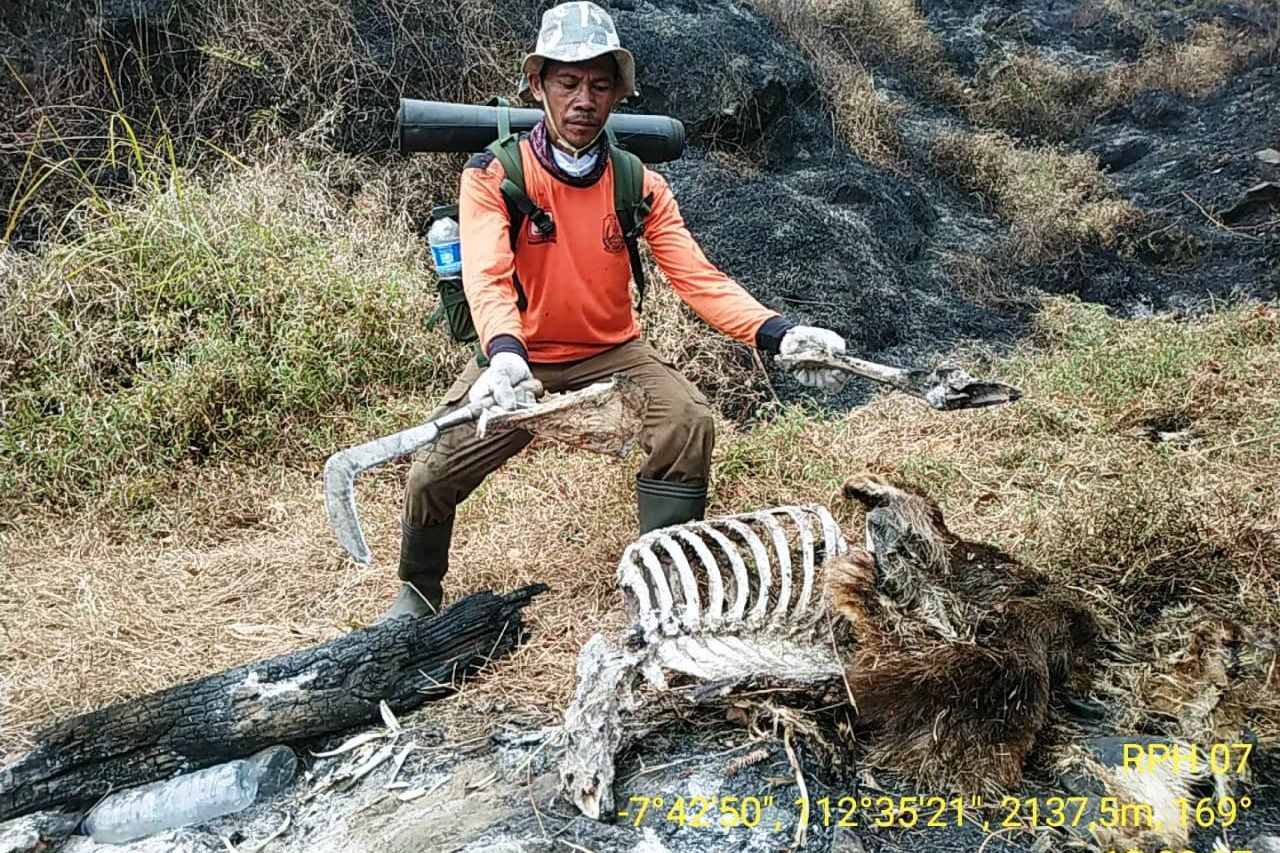 Kebakaran Hutan di Gunung Welirang Diduga Akibat Ulah Pemburu Liar