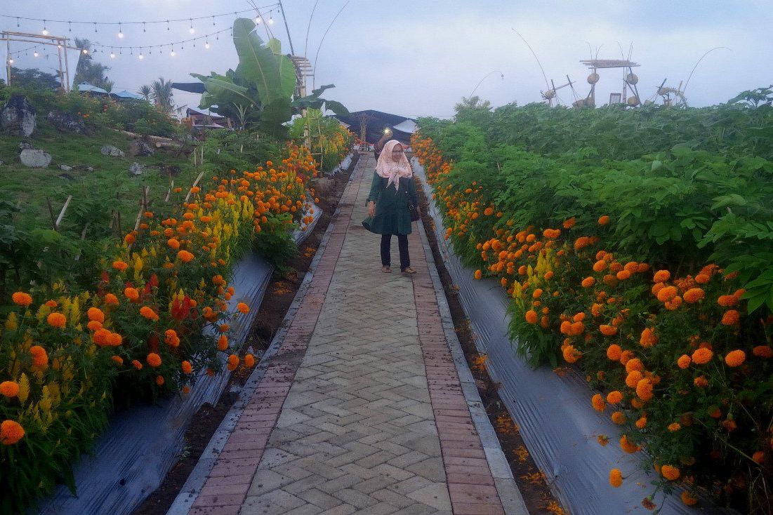 Hamparan Bunga Sambut Banyuwangi Agro Expo 2019