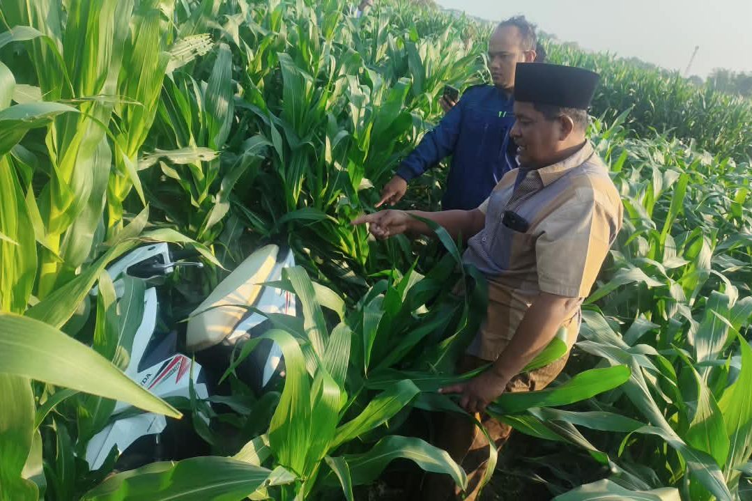 Honda Beat Misterius Ditemukan di Sawah Probolinggo
