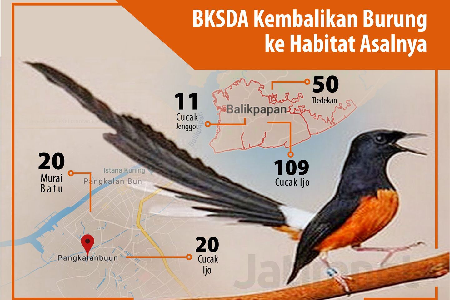 BKSDA Jatim Kembalikan Burung Endemik ke Kalimantan