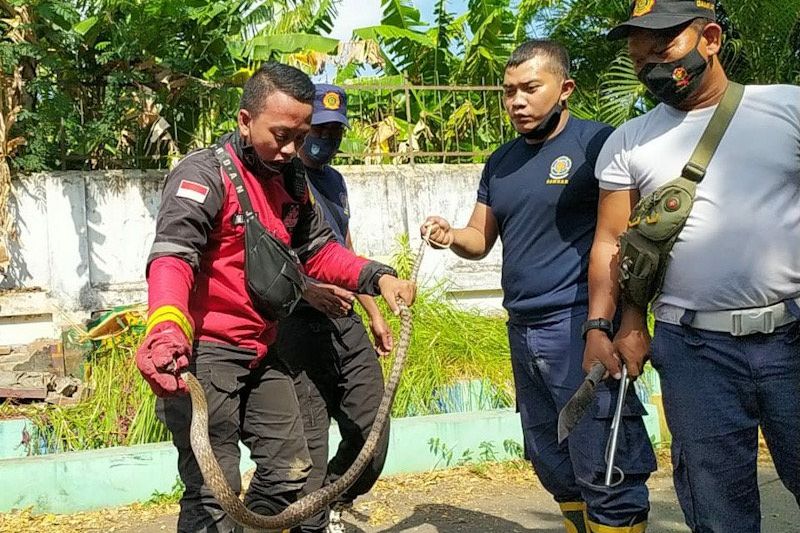 Seekor Ular Cobra Muncul di Areal Stadion Bayuangga Probolinggo