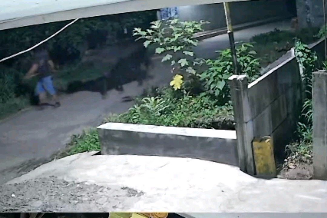 Terekam CCTV, Dua Maling Gondol Sapi Limosin Milik Warga Probolinggo