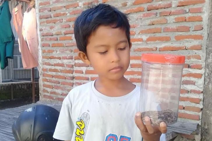 Hewan Dilindungi, Wartawan di Probolinggo Serahkan Ular Sanca ke BKSDA