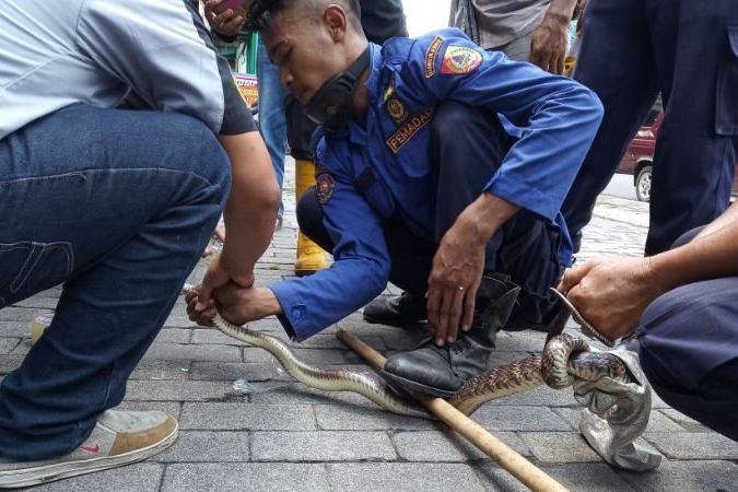 Heboh, Ular Besar Masuk Ruko Dekat Universitas Jember