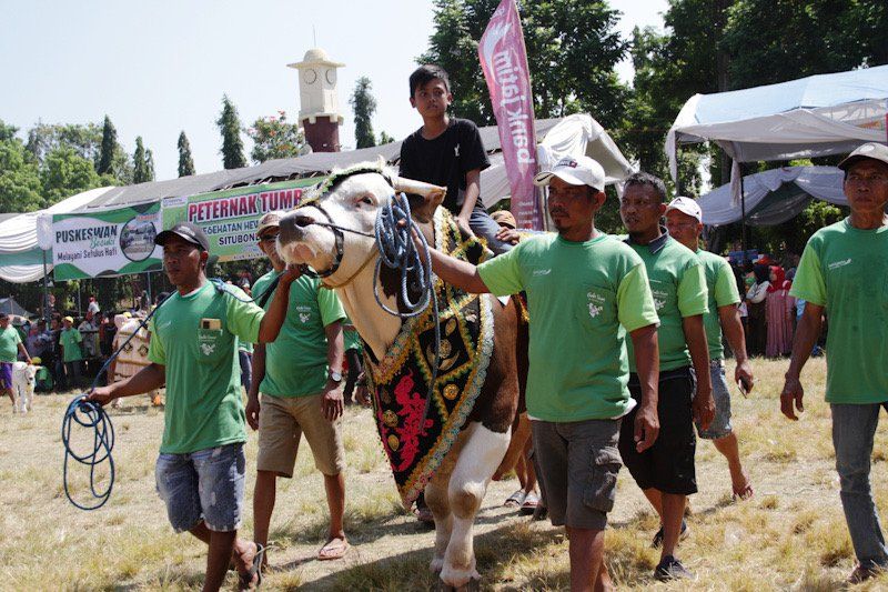 Meriah, Kontes Ternak 2023 Ditutup Dengan Pawai Ternak Sapi dan Domba di Situbondo