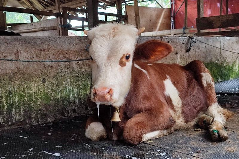 16 Sapi di Ponorogo Positif PMK