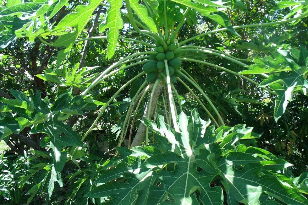 Ini Manfaat Daun Pepaya untuk Kesehatan Tubuh