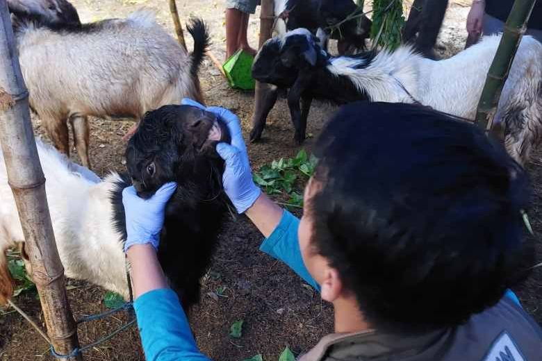 Periksa Kesehatan Hewan Kurban, Disnakeswan Lamongan Libatkan Mahasiswa dan Pelajar