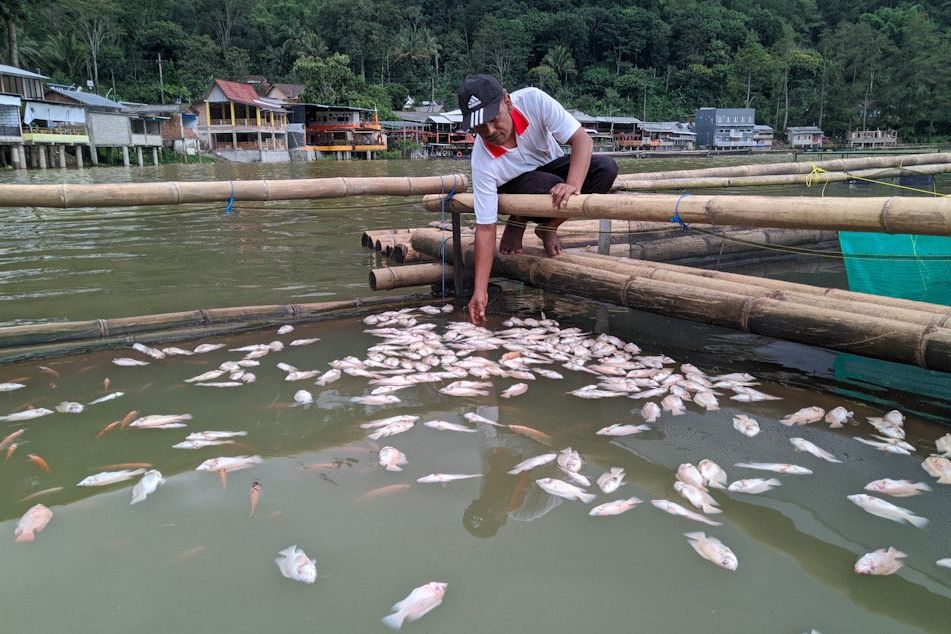 Bercampur Belerang, Ribuan Ikan Telaga Ngebel Mati Mendadak