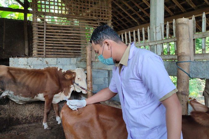 Vaksinasi PMK di Ponorogo Molor, Ini Sebabnya