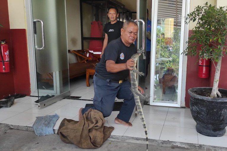 Kerap Ganggu Saat Malam Hari, Biawak Sepanjang 1 Meter Diamankan Damkar Dari Atap Plafon Warga