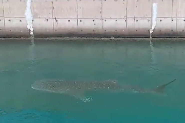 Hiu Paus Terjebak di Inlet PLTU Paiton Dikhawatirkan Stress