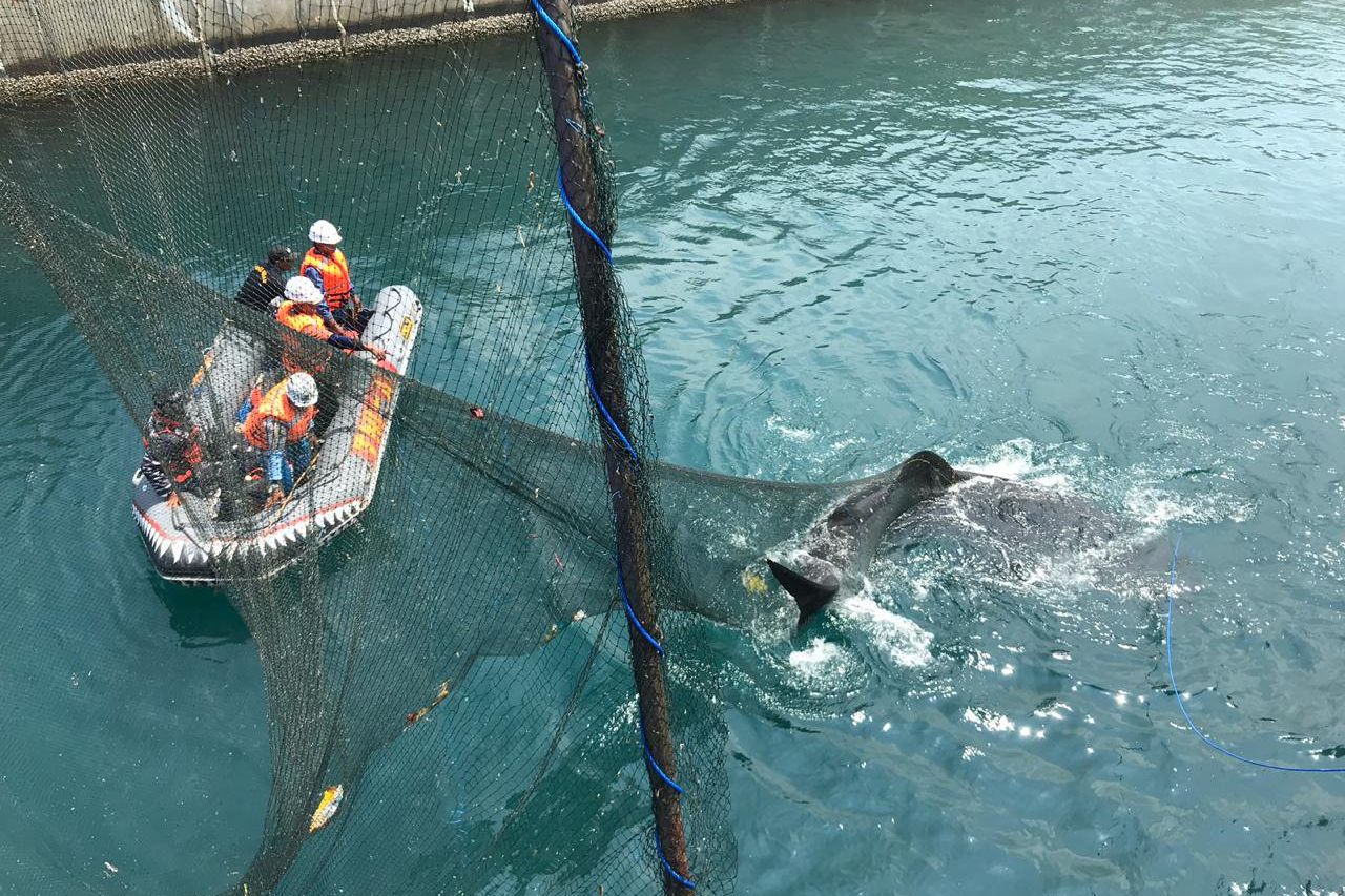 Hiu Paus Terjebak di Inlet PLTU Paiton Telah DIbebaskan