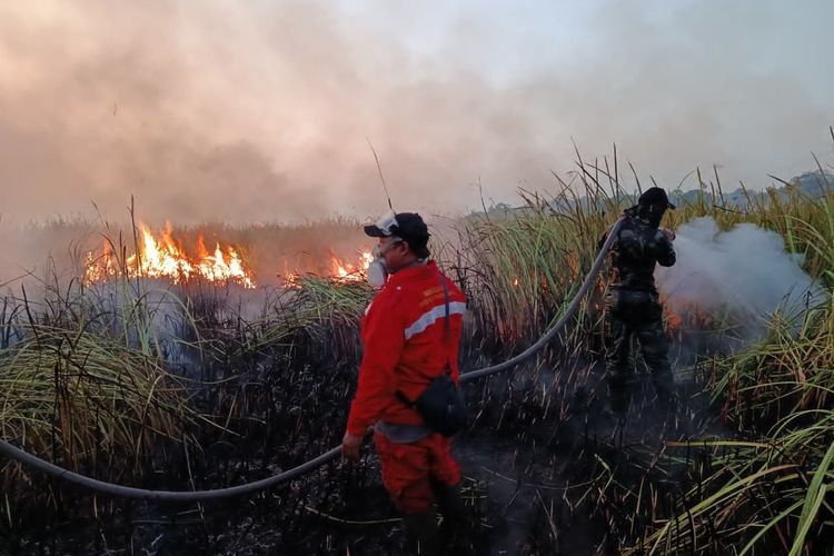 Way Kambas Terbakar, Jalur Gajah Kini Terancam
