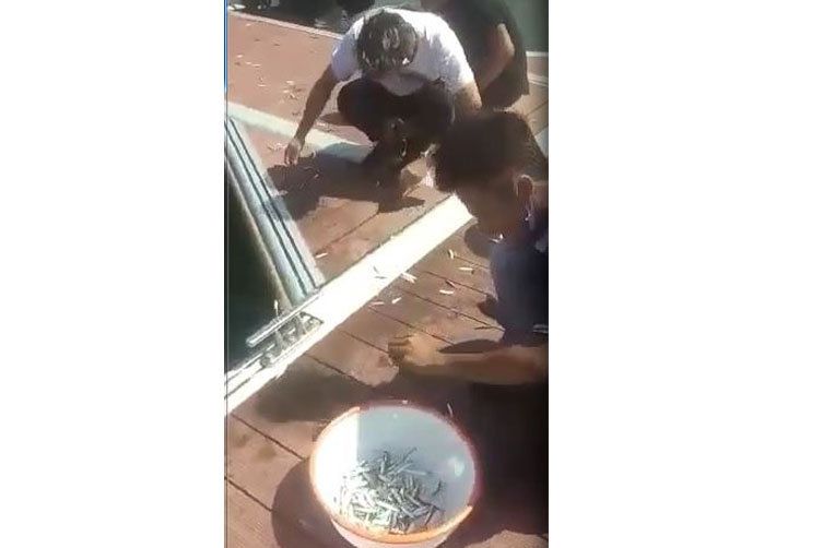 Ratusan Ikan <em>Sempenit</em> Melompat ke Dermaga Pantai Marina, Ini Penjelasan Dinas Perikanan Banyuwangi  