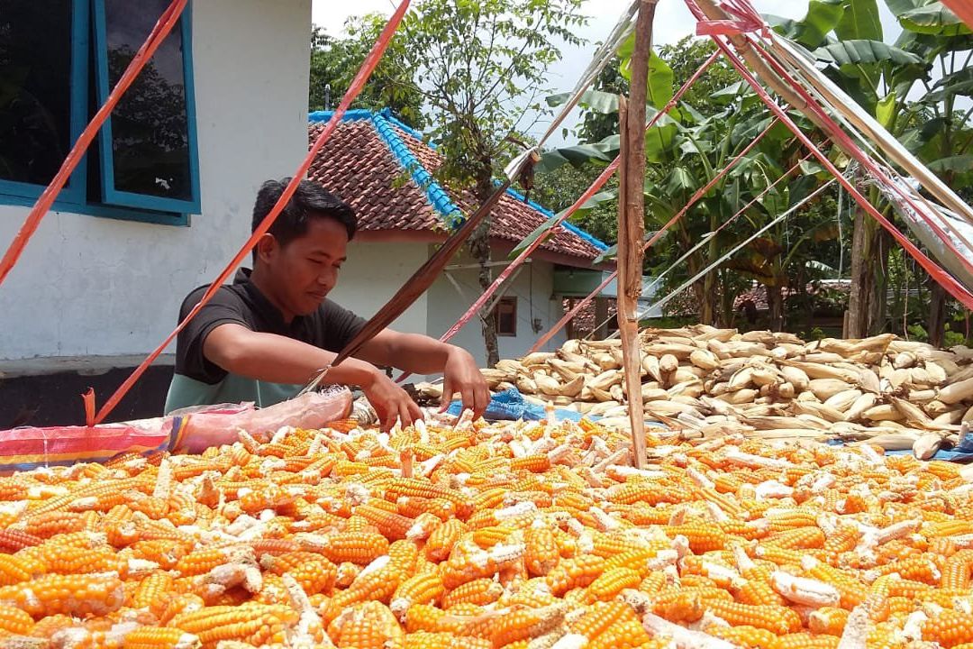 Produksi Jagung di Pamekasan Terganggu Tingginya Curah Hujan