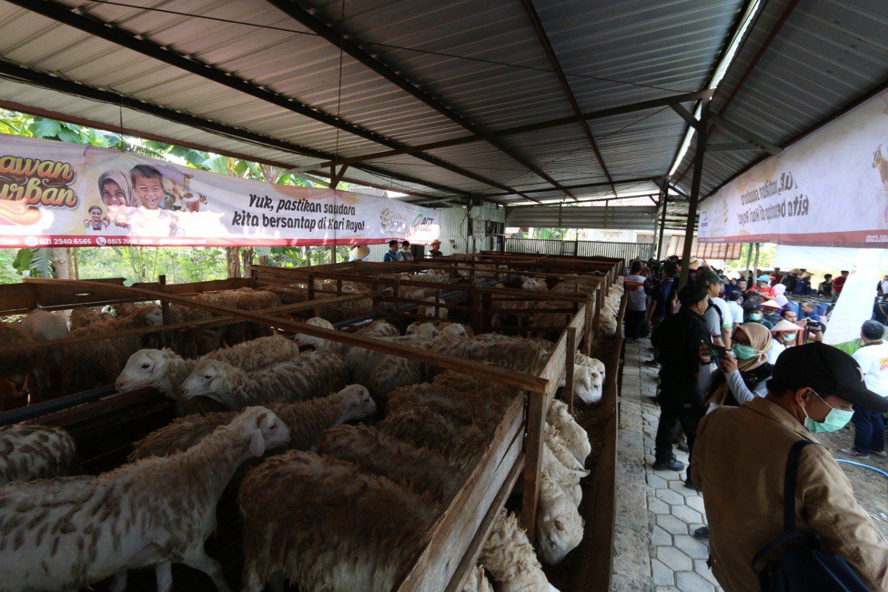 ACT Kelola Ribuan Hewan Kurban Terbaik Sejak Bibit