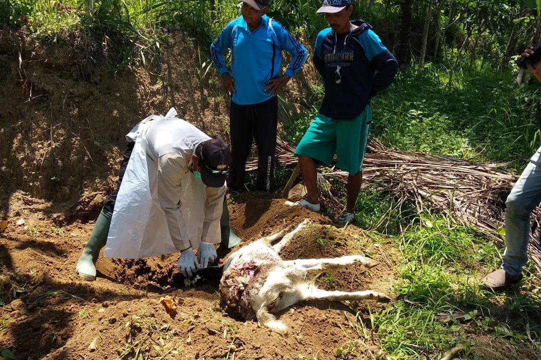 Hewan Ternak di Pacitan Mati Misterius, Ini Dugaan Penyebabnya