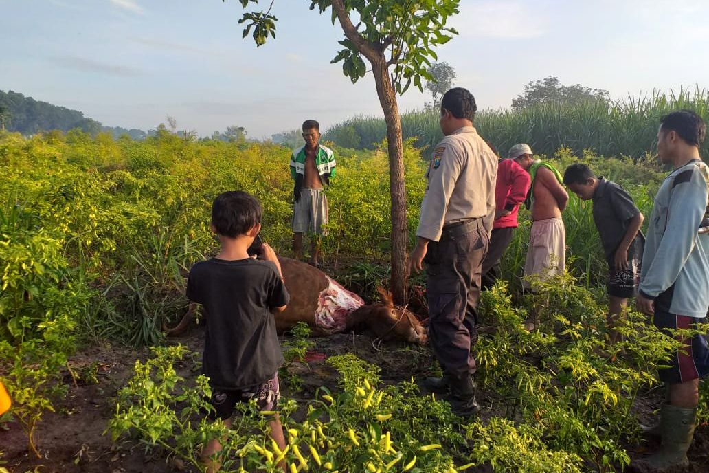 Heboh Sapi Dicuri dan Dimutilasi di Mojokerto