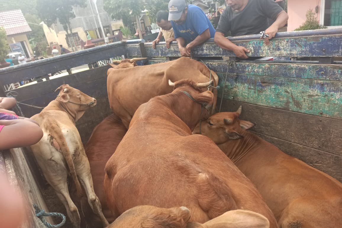 Diduga Hasil Curian, Truk dan Enam Sapi Limosin Diamankan