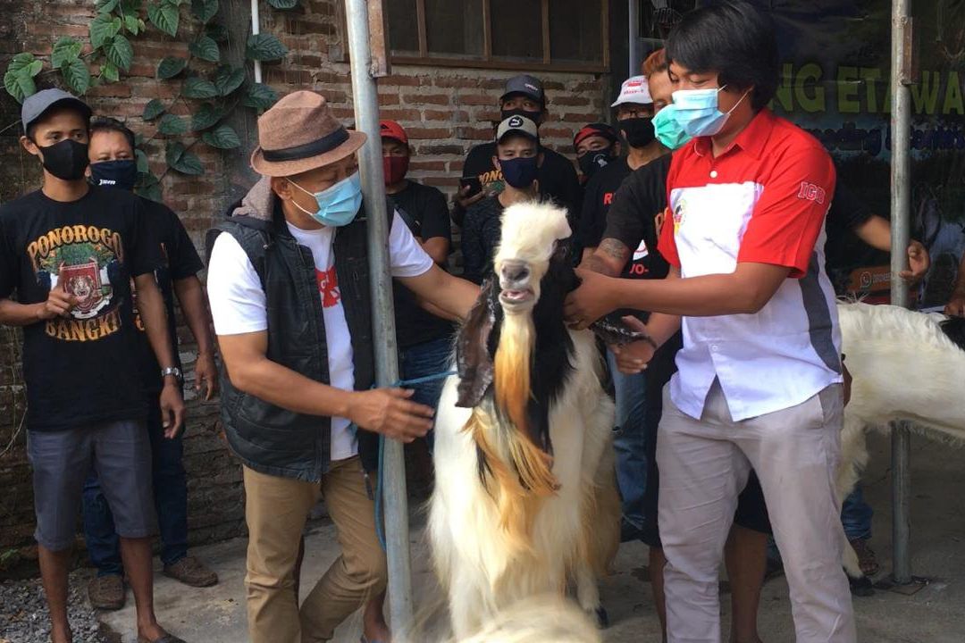 Serap Keluhan Peternak Kambing, Giri Kunjungi Peternak PE